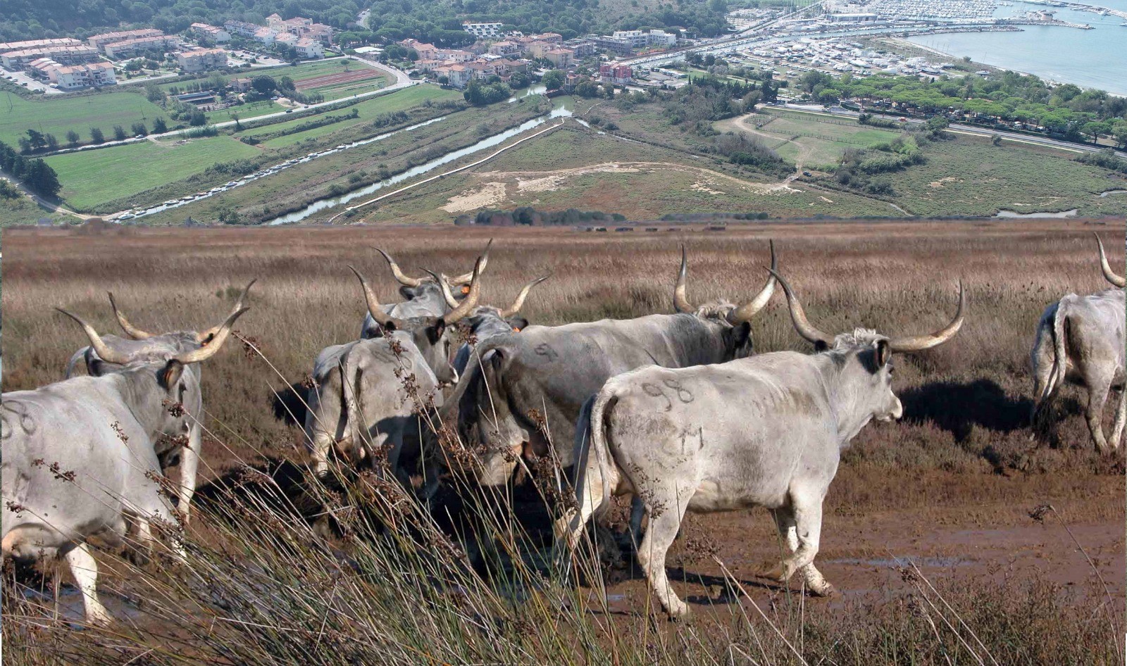 Zootecnia, aumentano le risorse per il bando su acquisto animali rip...